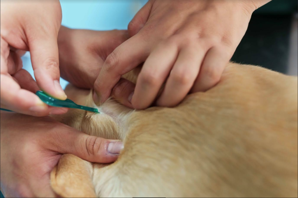 Protege mascotas temporada de calor