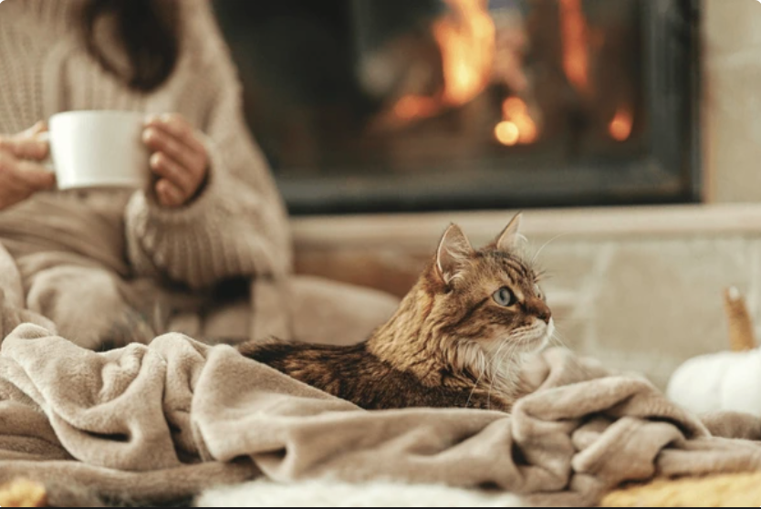 felinos vida
