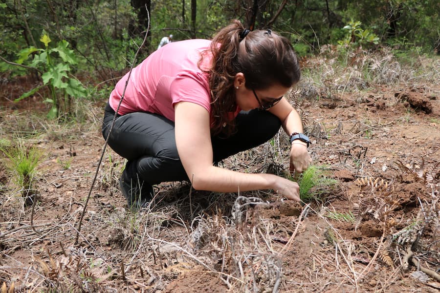 Starcom Worldwide México