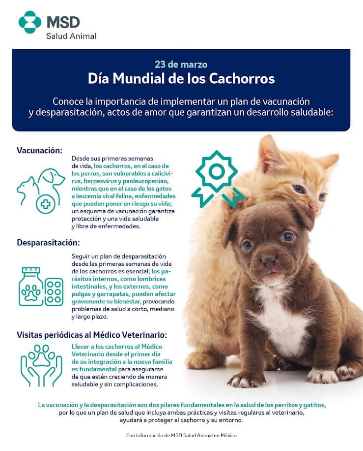 A qué edad debo vacunar a mi cachorro
