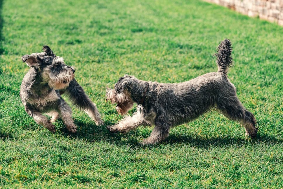 A qué edad debo vacunar a mi cachorro