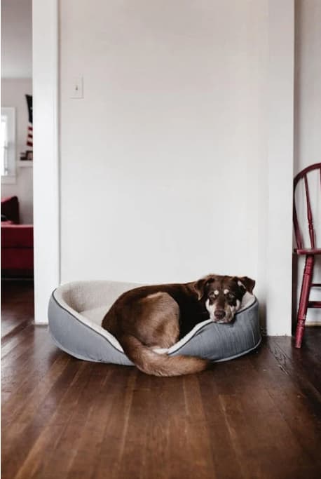 Protección y bienestar para tu mascota