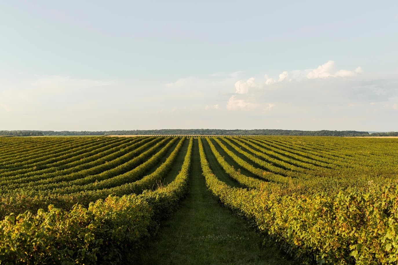 Agroindustria mexicana