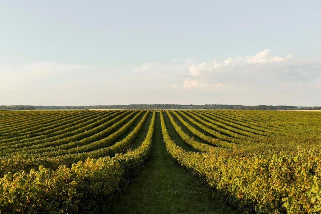 Agroindustria mexicana