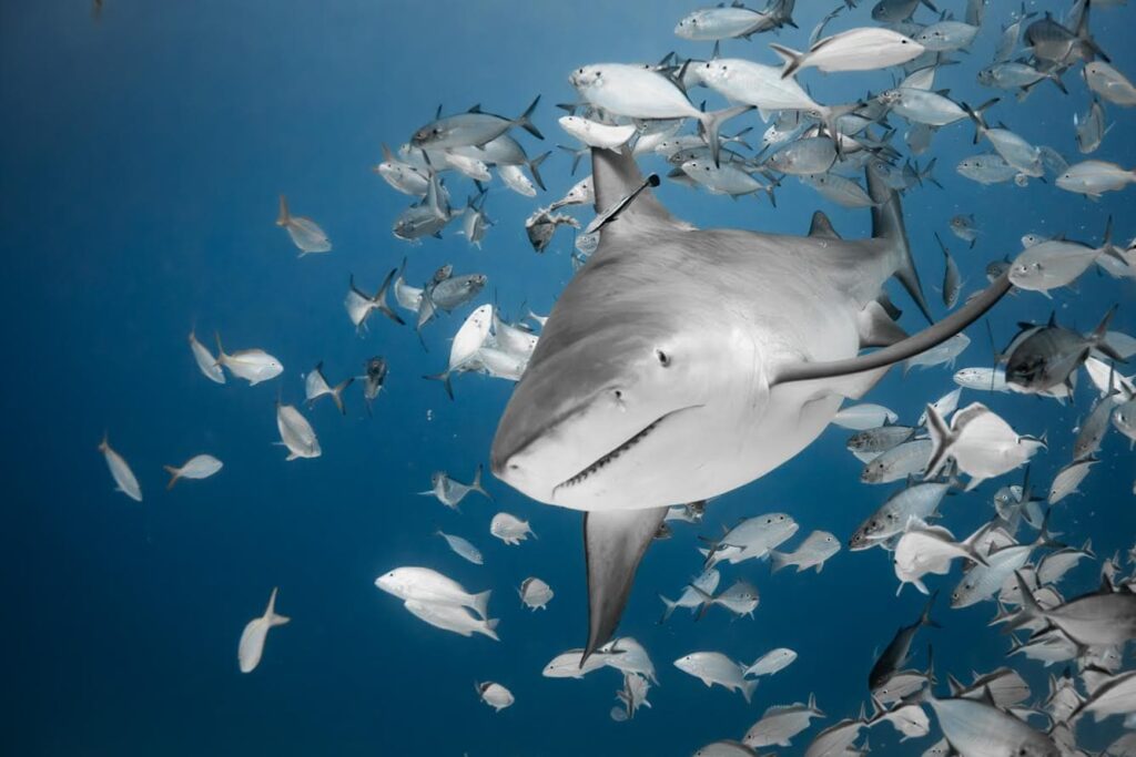 Tiburones: Los Reyes del Mar