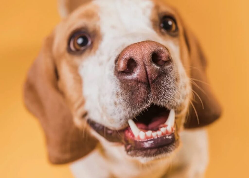  perro vida