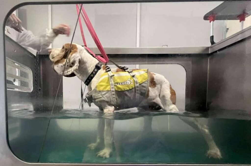  perro vida