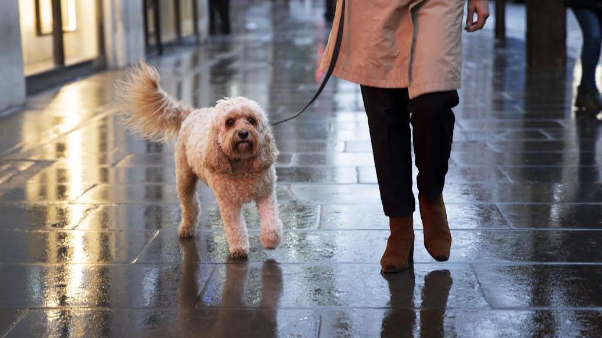 infecciones de piel en perros y gatos