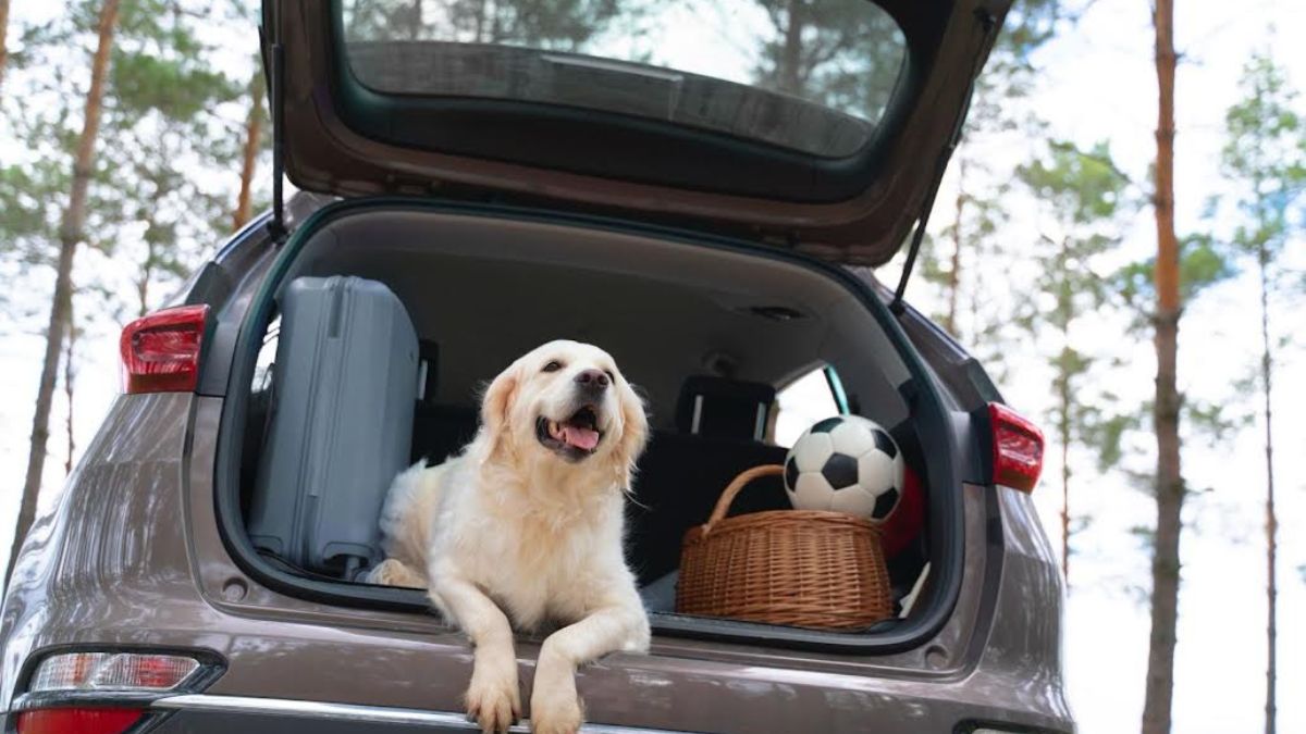 viajar con mascotas