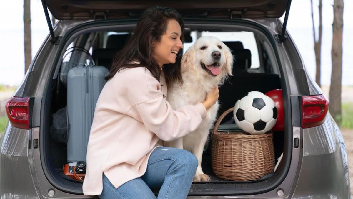 viajar con mascotas