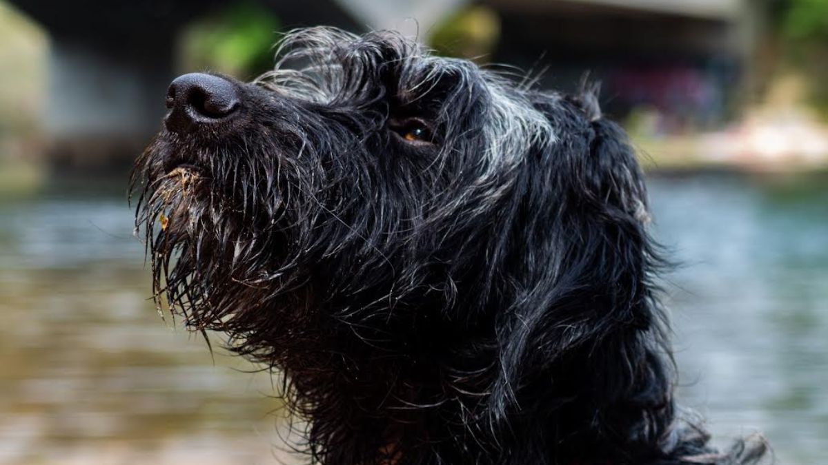 infecciones de piel en perros y gatos